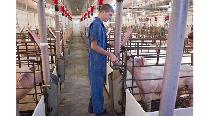foodandfarmpig