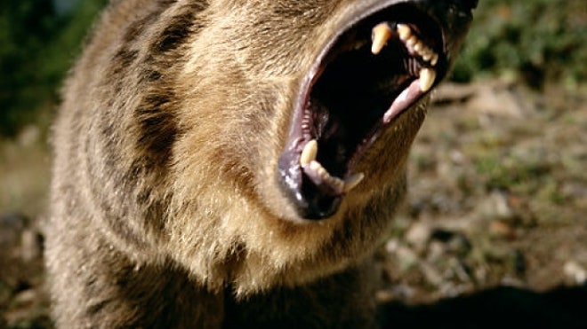 [Image: grizzlybear.jpg]