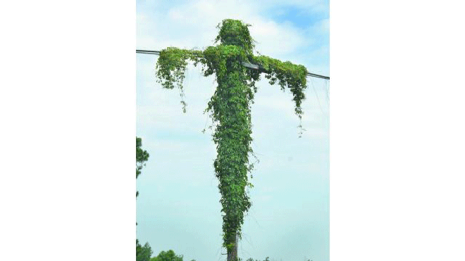 Kudzu jesus