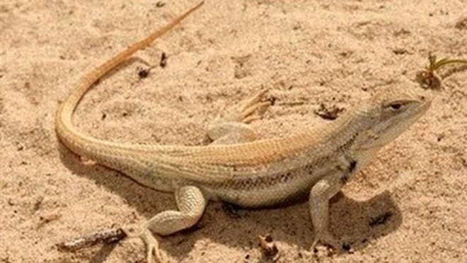 Lizard: The Dune Sagebrush Lizard.
