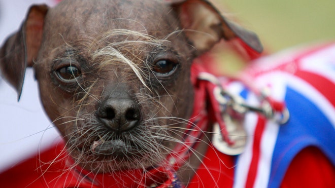 Rescue pooch 'Mugly' wins World's Ugliest Dog title