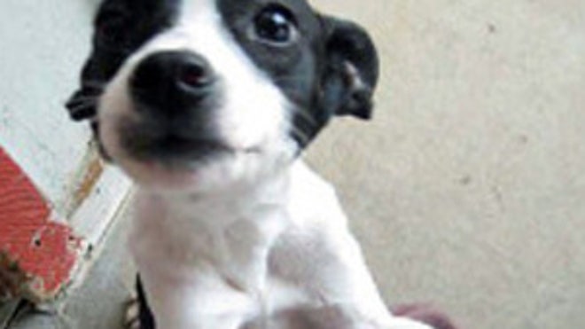 Oklahoma Puppy
