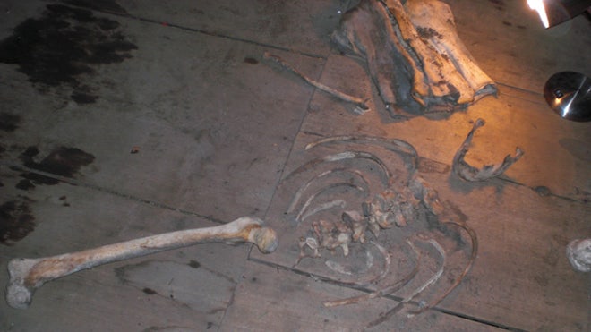 oldbones1.JPG