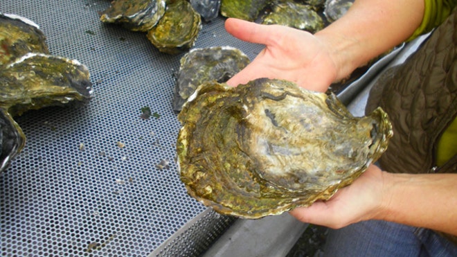 oyster2641.jpg