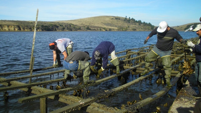 oyster farm