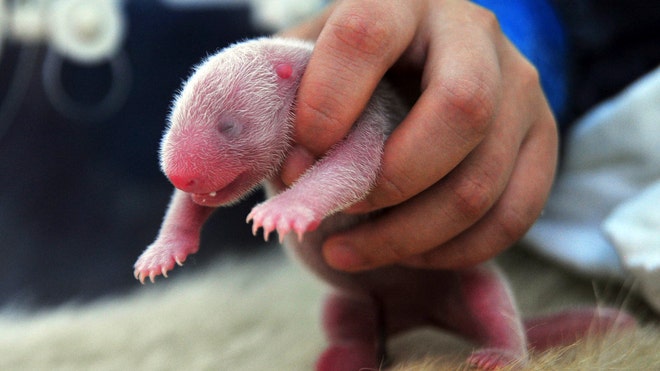 panda_cub_china.jpg