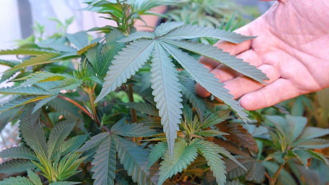 pot.jpg