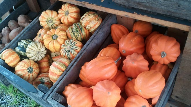 pumpkins640.jpg