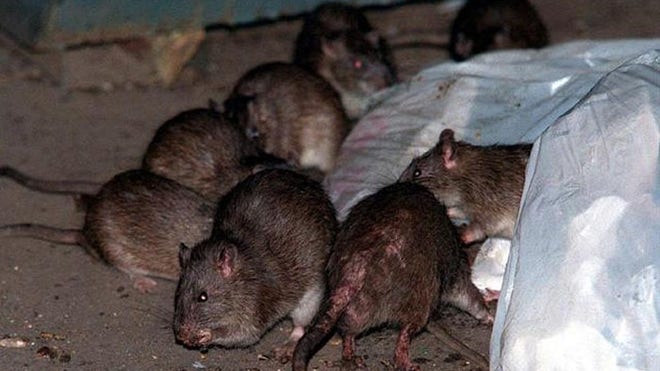 rats.JPG