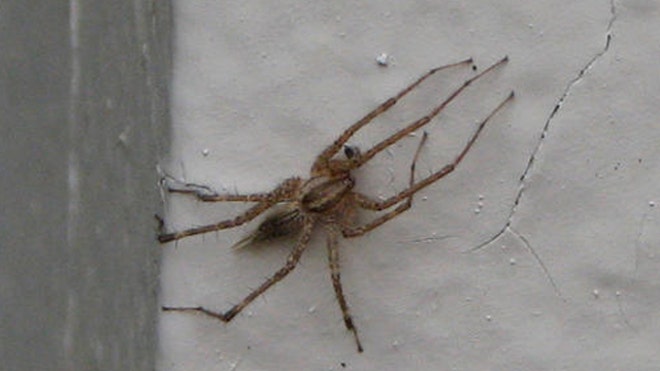spider