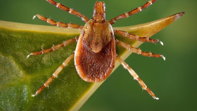tick