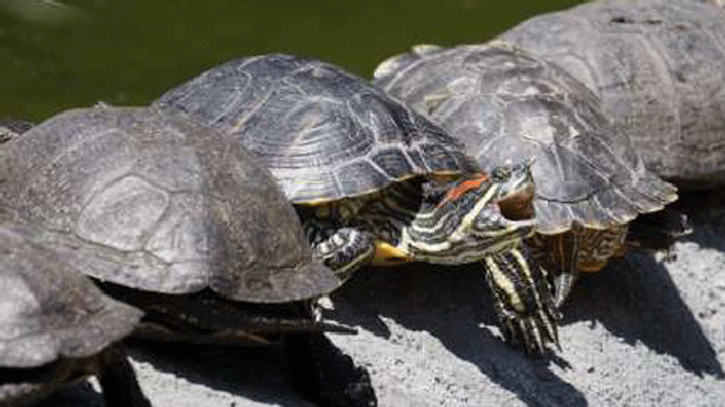 turtles 1
