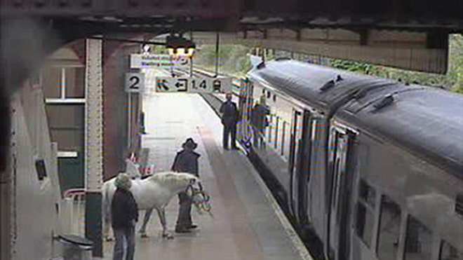 wales_pony