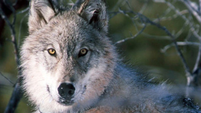 wyoming_wolf