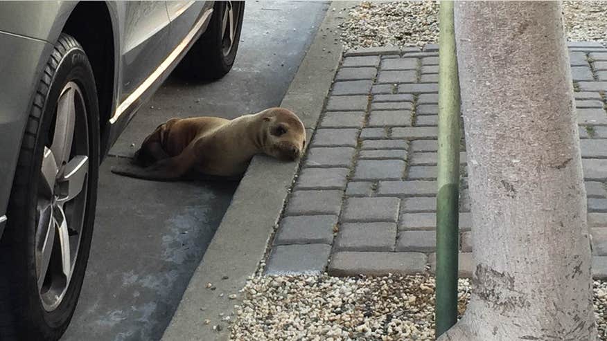 0501 sea lion pup.jpg