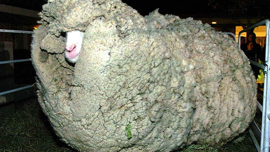 NZ_Shaggy_sheep_AP_fotopress