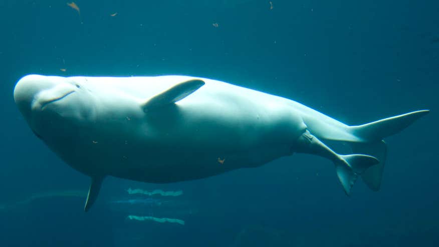 0809 ga beluga.jpg