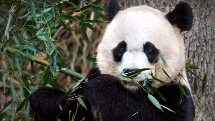 0823 national zoo panda.jpg