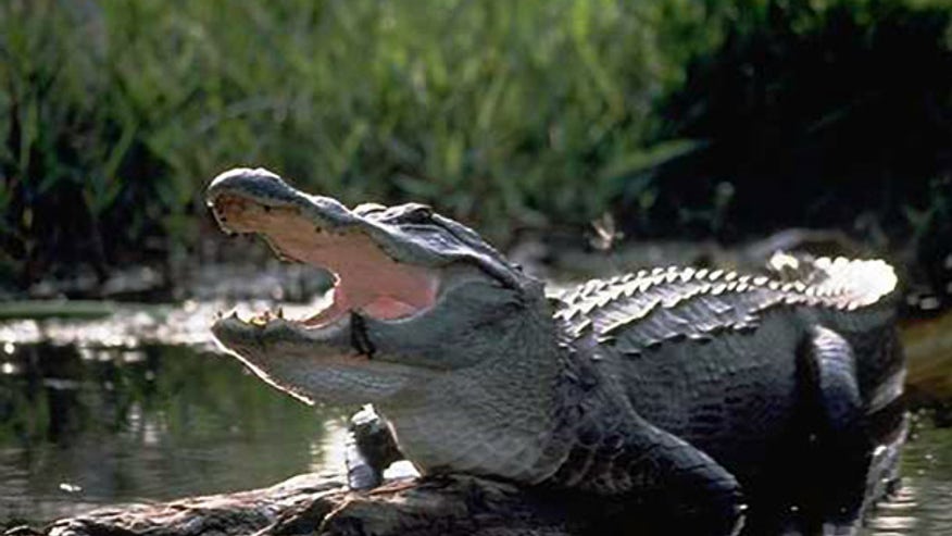 Alligator.jpg