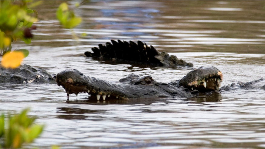 Alligator1111.jpg
