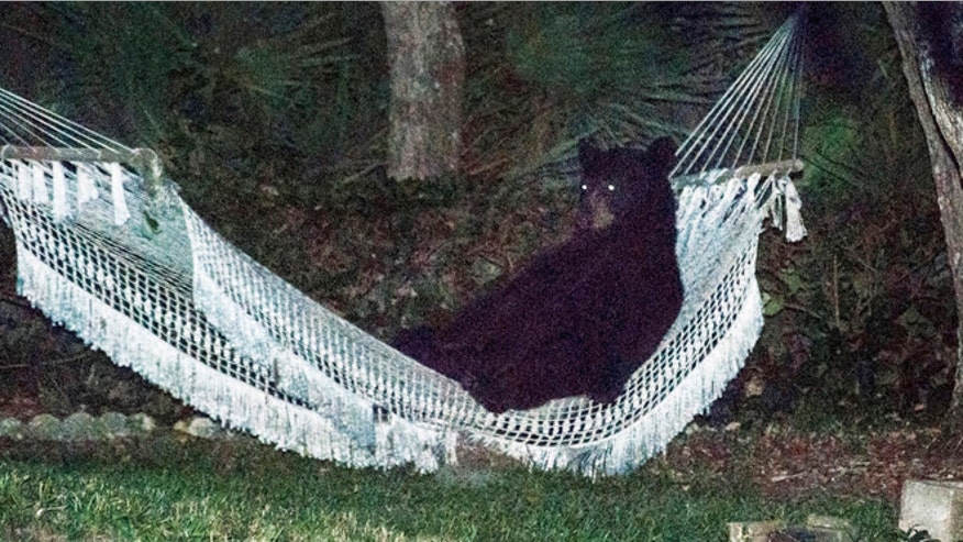 Bearpasss.jpg