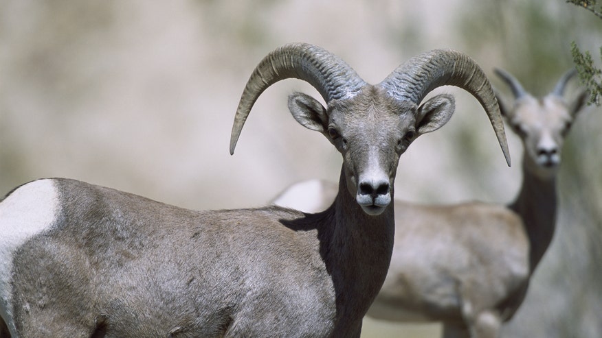 Bighornsheep660.jpg