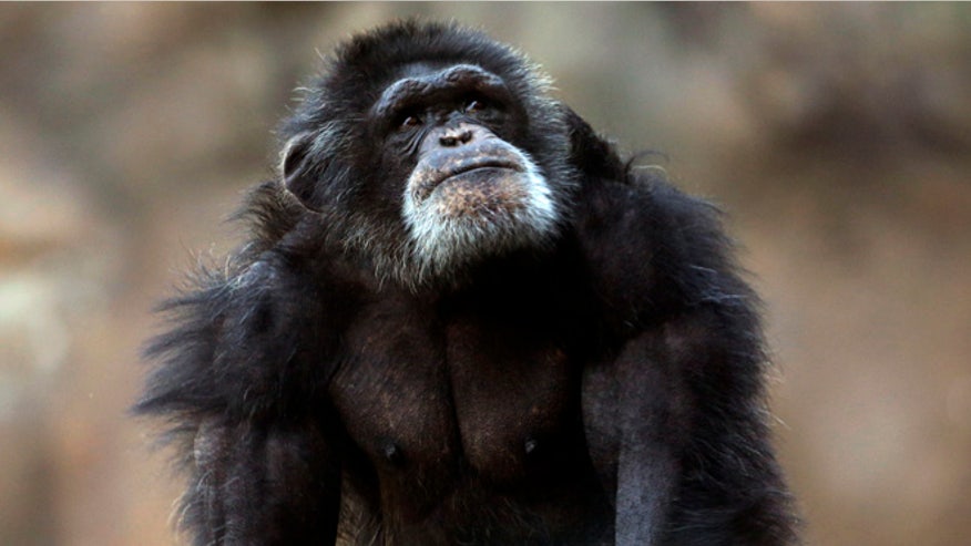 CHIMP.jpg