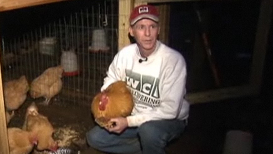 ChickenMan.jpg