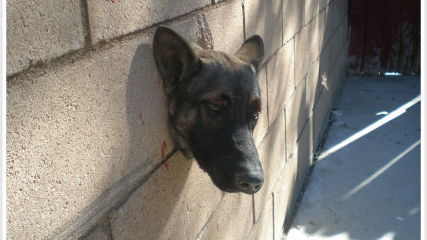 Dog Stuck in Wall
