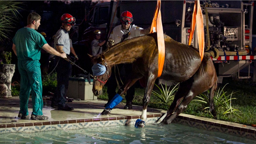 Horseinpool.jpg