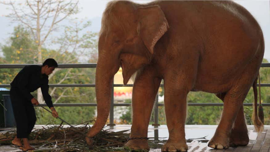 Myanmar-elephant660.jpg