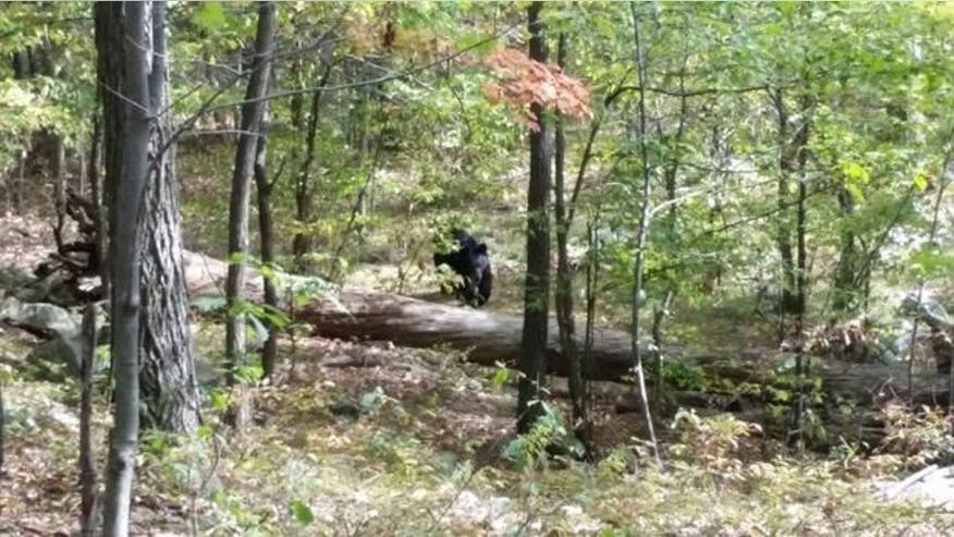 NJbear.jpg