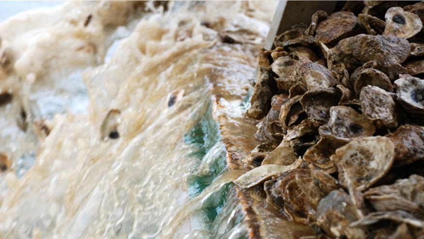 OysterAcidinternal.jpg