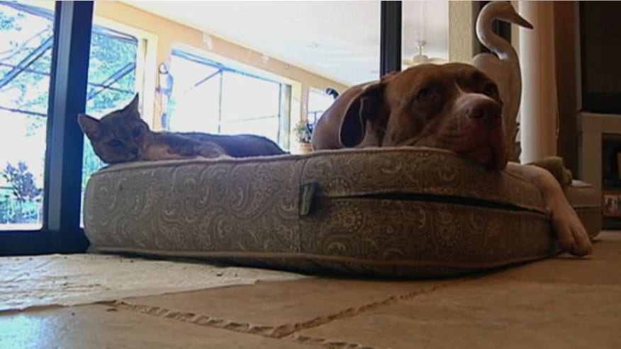 PittBull.jpg