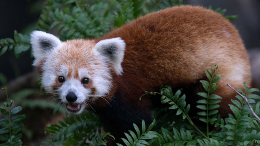 RedPanda_071613.jpg