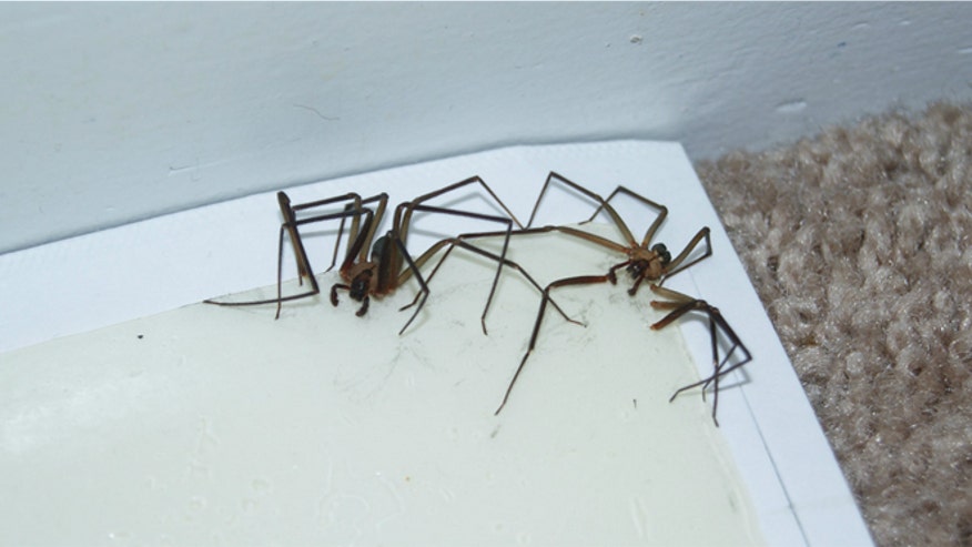 Spider1.jpg