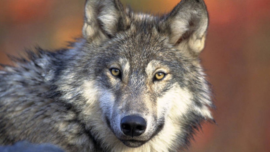Wolf_070113.jpg