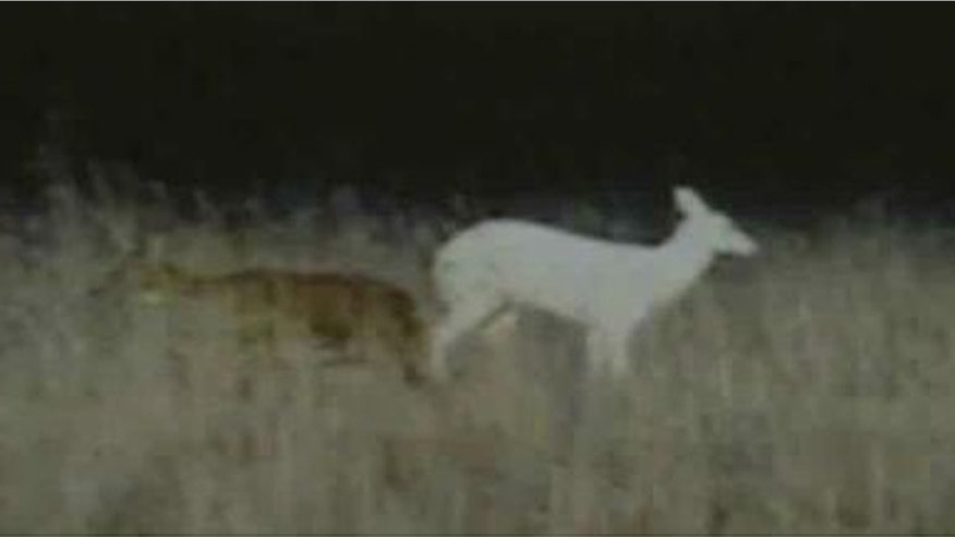 albino_deer.jpg