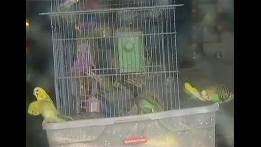aurora_bird_hoarding.jpg