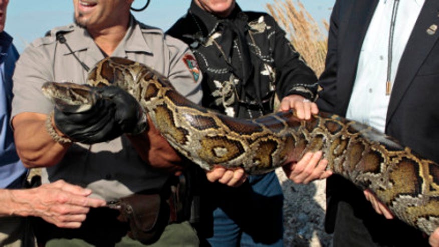 bigpython.jpg
