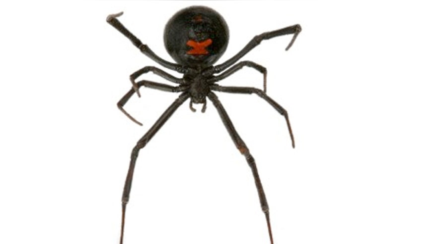 black_widow_spider_istock.jpg