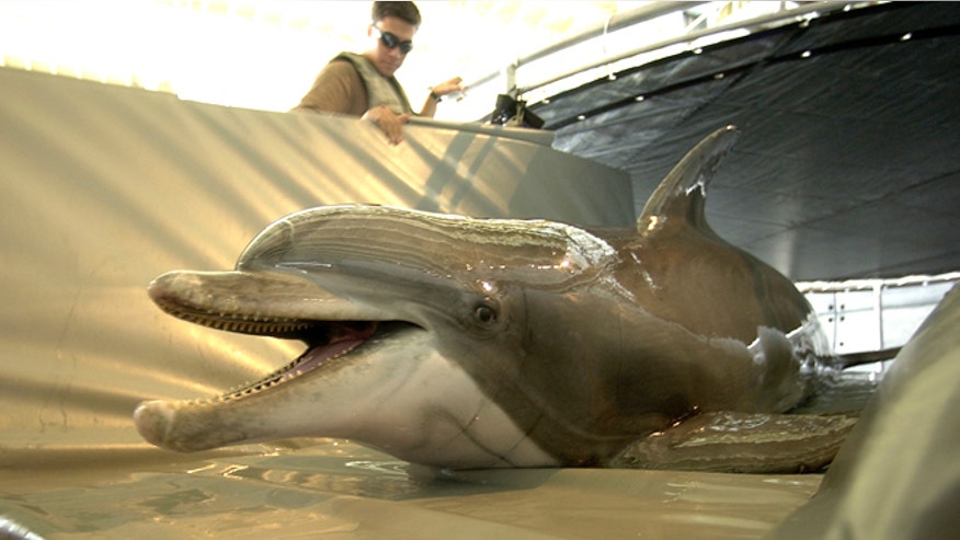 bottlenose.jpg