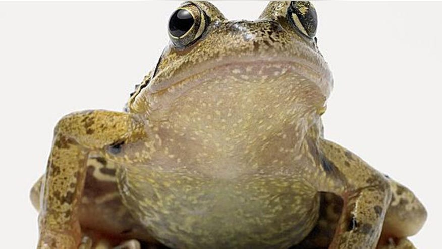 bullfrog_istock.jpg