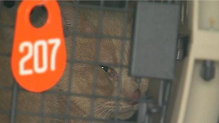 cat-houston.jpg