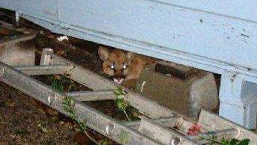 cougar.jpg