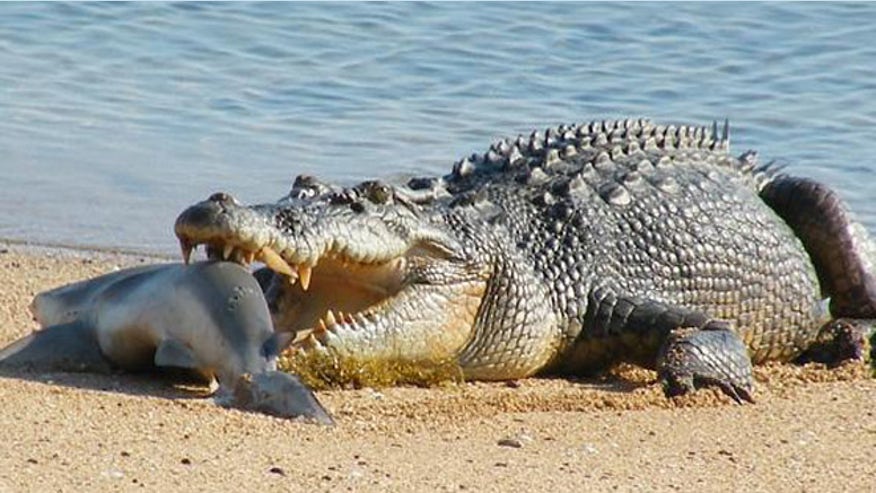 crocodile-08-0614.jpg