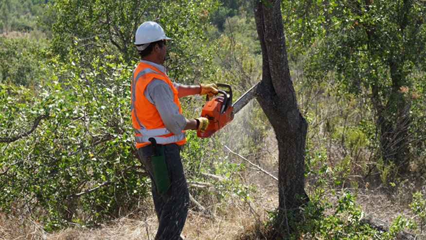 cuttingchileantree.jpg