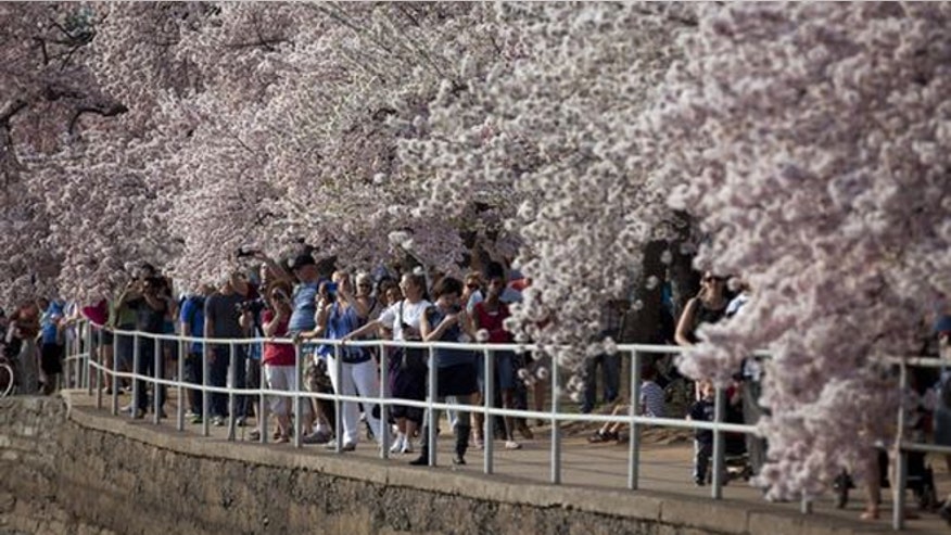 dc_cherryblossom.jpg