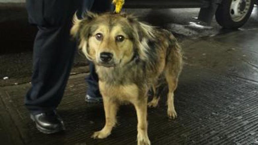 dogMTA.jpg