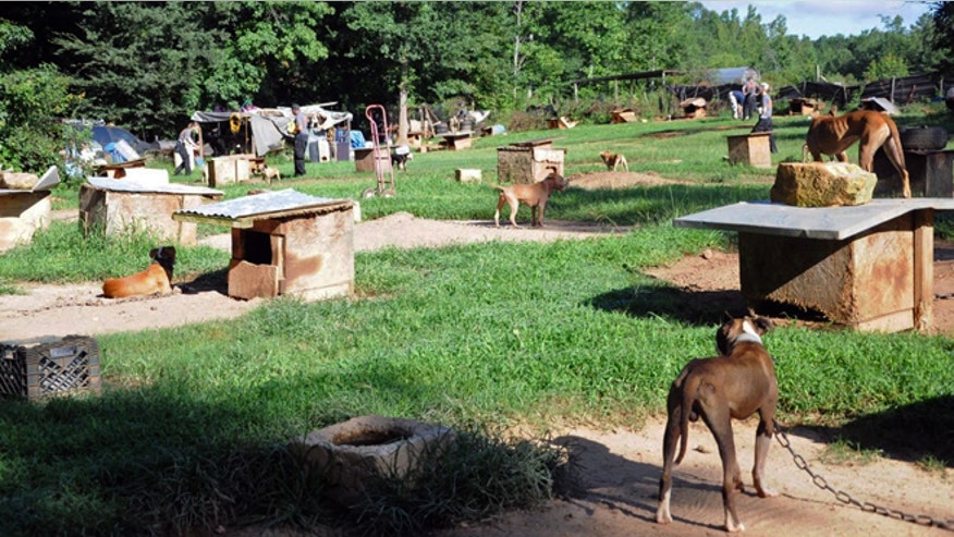 dog_fighting_investigation.jpg